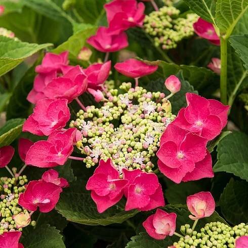 Hydrangea macrophylla Cherry Explosion