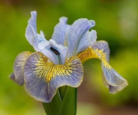 plants for wet soil iris Uncorked flowering in June