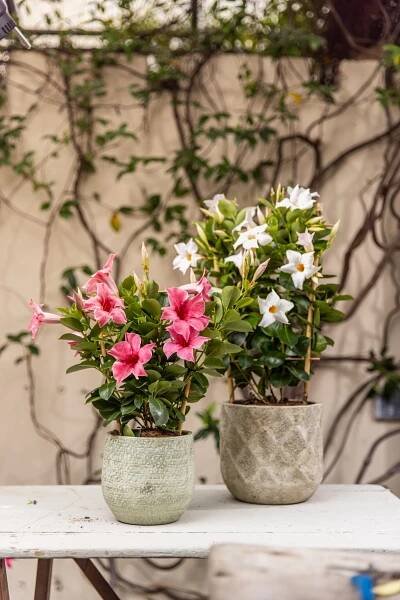 Mandevilla Flamingo - Mandevillashop