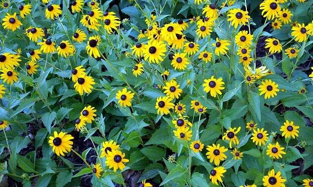 Co můžete zasadit s Rudbeckia?