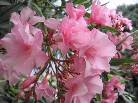 Oleandr obecný na kmínku (Nerium oleander) - 70 - 90 cm - Fascinující Paulownia