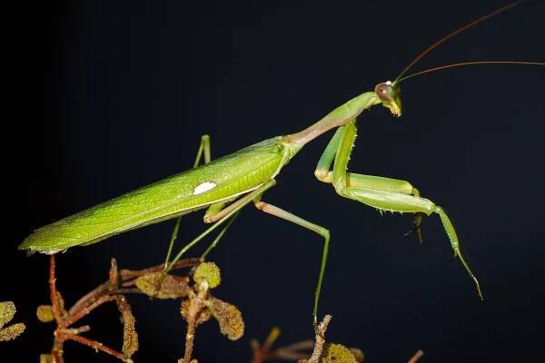 Dictyoptera (Cohort)
