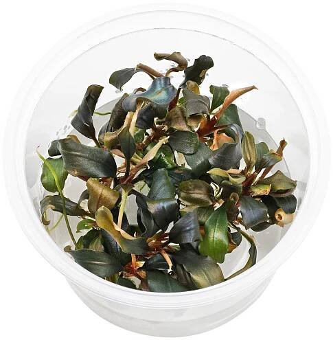 Bucephalandra sp. "Red"