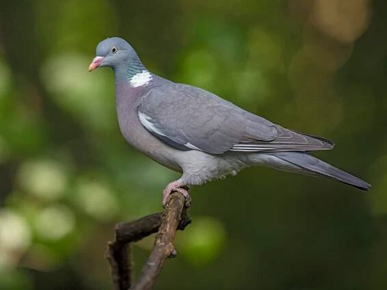 Vogelarten: Common Woodpigeon