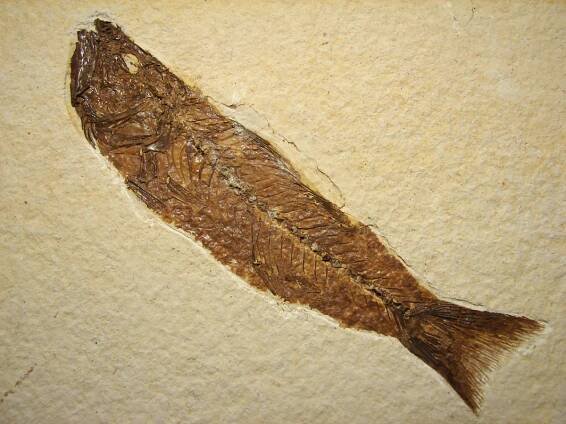 Fosilní ryba - Mioplosus labracoides - Obrázek 4