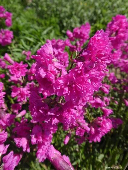 Smolnička obecná Plena (Lychnis viscaria)