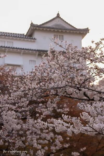 Sakura and Himeji Castle - most beautiful castle in Japan — the wandering cam