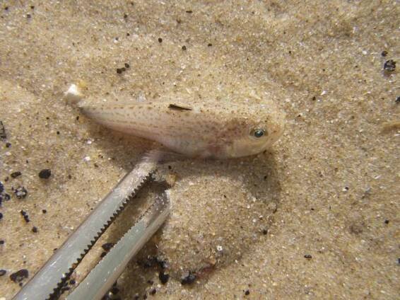 Echiichthys vipera - ostnatec jedovatý