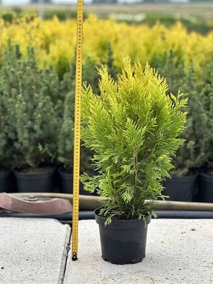Thuja plicata 4Ever Gold C2