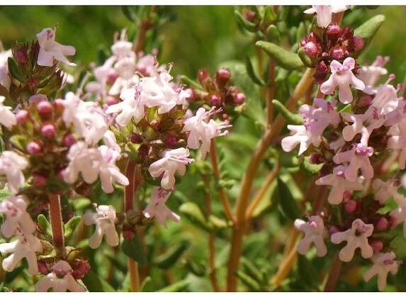 Thymus praecox ´Coccineus´  Mateřídouška časná ´Coccineus´