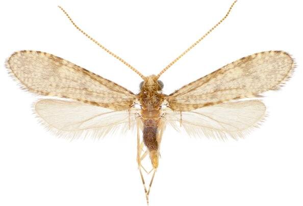 Caddisflies Trichoptera