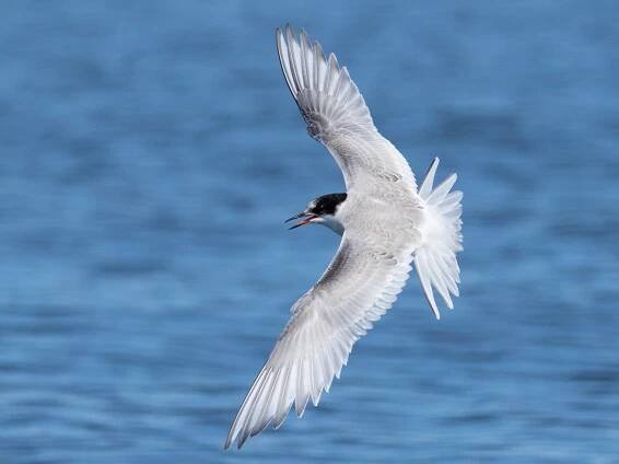  - Arctic Tern