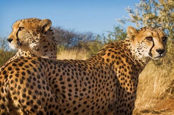 JAR - Namibie - Botswana - Zimbabwe - Vodopády a safari
