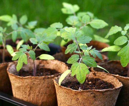 New tomato plants with yellow bottom leaves