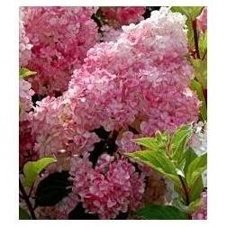 Hydrangea paniculata ´Vanille-Fraise´ Hortenzie latnatá ´Vanille-Fraise´