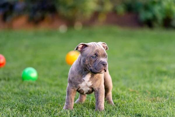 American Bully