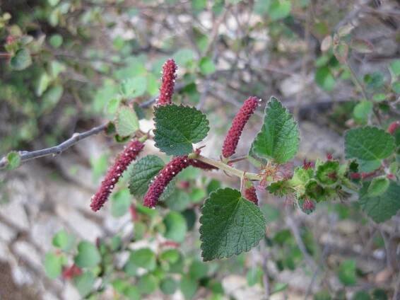 Acalypha californica