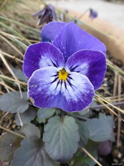 Violka rohatá - Viola cornuta Sorbet Delft Blue, květy, květenství