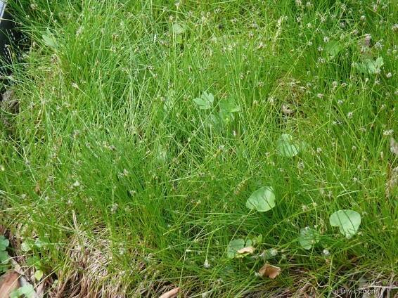 Bahnička jehlovitá (Eleocharis acicularis)