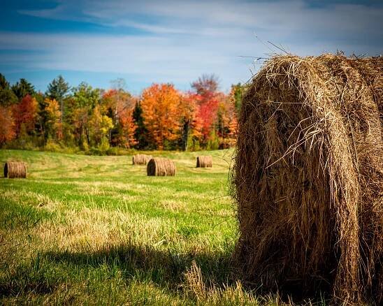 Hay Versus Straws