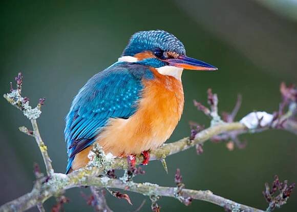 ledňáček (alcedo atthis) - ledňáčkovití - stock snímky, obrázky a fotky