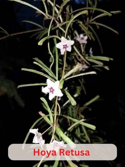 Hoya Retusa: Care And Propagation - Succulent Path