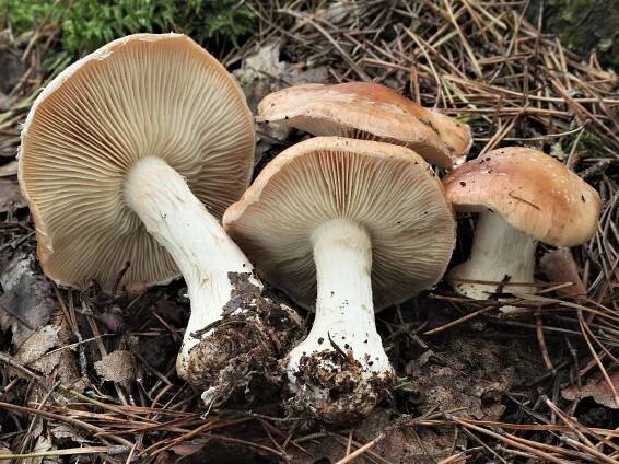 Leucocortinarius - bělopavučinec - myko.cz