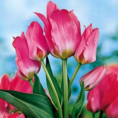 Tulipán Vícekvětý Toronto 5 ks Tulipány Cibulky Tulipánů Cibule