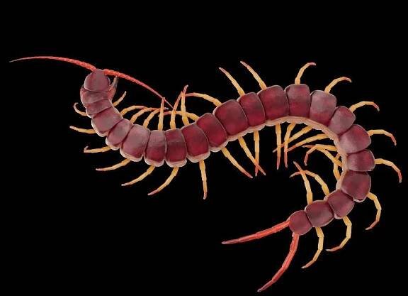 centipede
