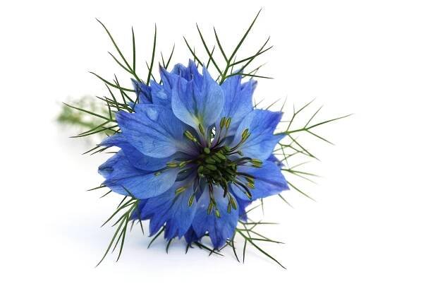 Nigella sativa — AYUB R&D