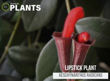 lipstick plant wilting