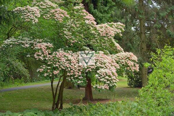 using dogwood native plants vs invasive plants