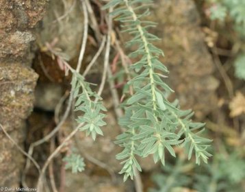 fotografie Euphorbia seguieriana subsp. minor (pryšec sivý menší)