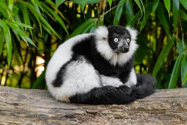 Seznamte se s novým skrytým pokladem Zoo Ostrava | iportaL24.cz