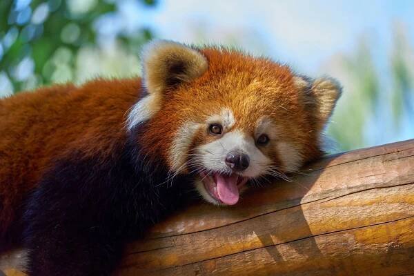 Chinese hotel ordered to stop wake-up calls with live red pandas
