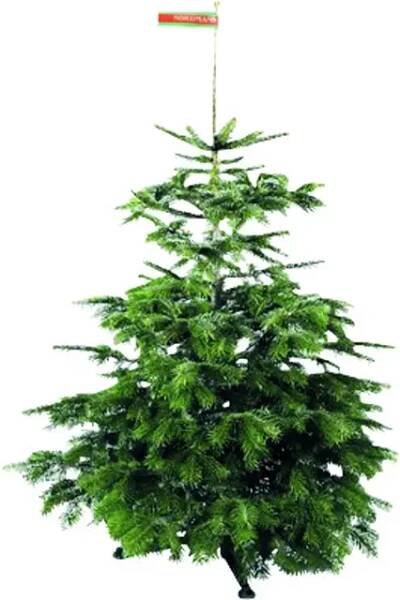 Řezaný vánoční strom jedle dánská 110 - 150 cm