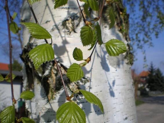 Bříza jako lék. Posiluje imunitu a detoxikuje