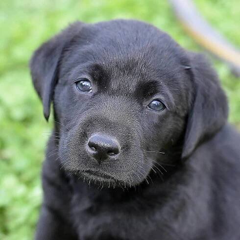 JPL dogs-2020-18.JPG