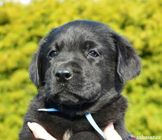 Labrador retriever s PP-krásný černý pejsek – Český Bazar