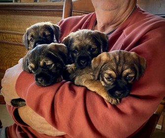 “JOURNEY” THE WONDER WHELPER! – Rushwind Labradors & Border Terriers