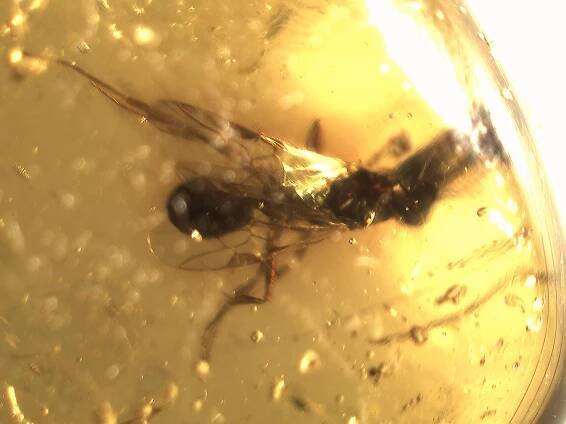 Dominican amber, Baltic amber and Mexican- Chiapas - amber