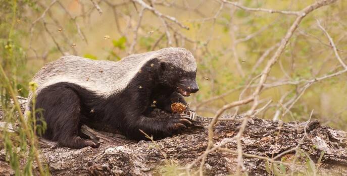 Honey badger eating honey comb