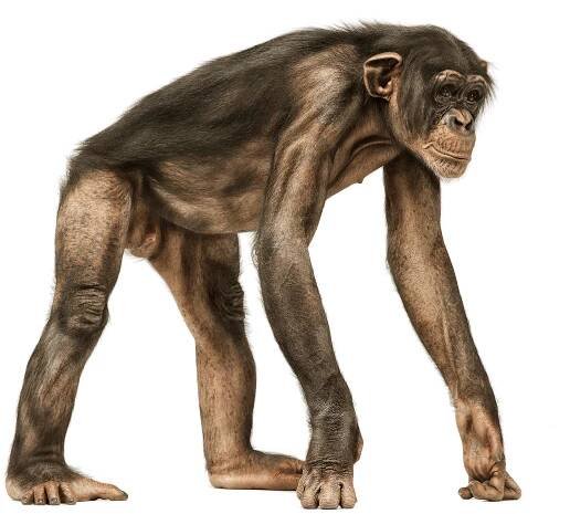 Andrew Zuckerman - Creature - 26