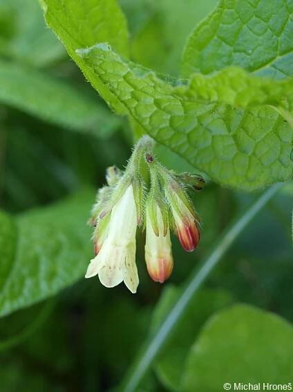 Symphytum grandiflorum - kostival velkokvětý | Boraginaceae - brutnákovité | Natura Bohemica