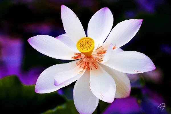 LOTUS BLOSSOM