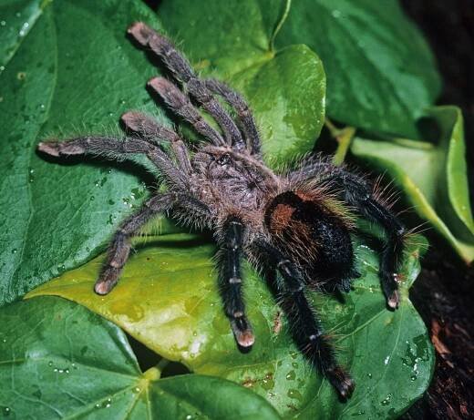Avicularia hirschii Bullmer, Thierer-Lutz & Schmidt 2006, female, Rio Momon, Loreto, Peru