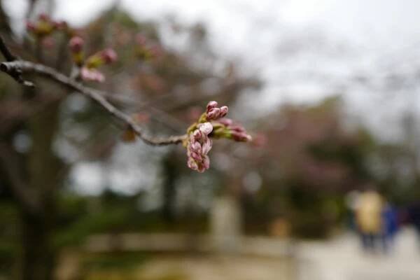 Momiji and Sakura – Travel & photo
