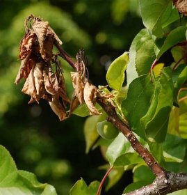 V 7 řadách připomínáme listopadovou ochranu ovocných stromů proti chorobám, škůdcům i divoké zvěři – GARUDA
