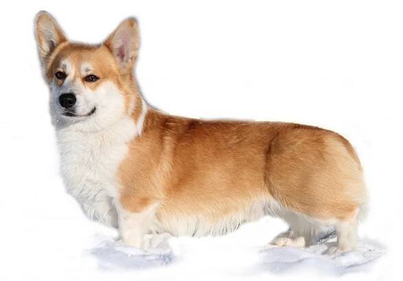 Welsh corgi 
