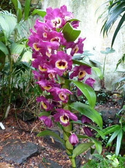 Dendrobium (Dendrobium nobile)